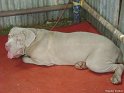 Neopolitan mastiff copy